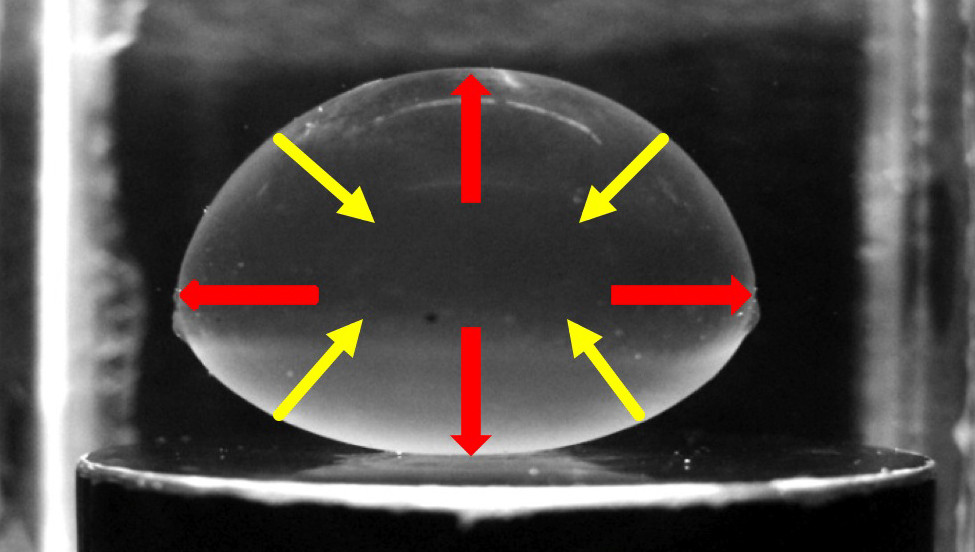 Biophysics of the ocular lens