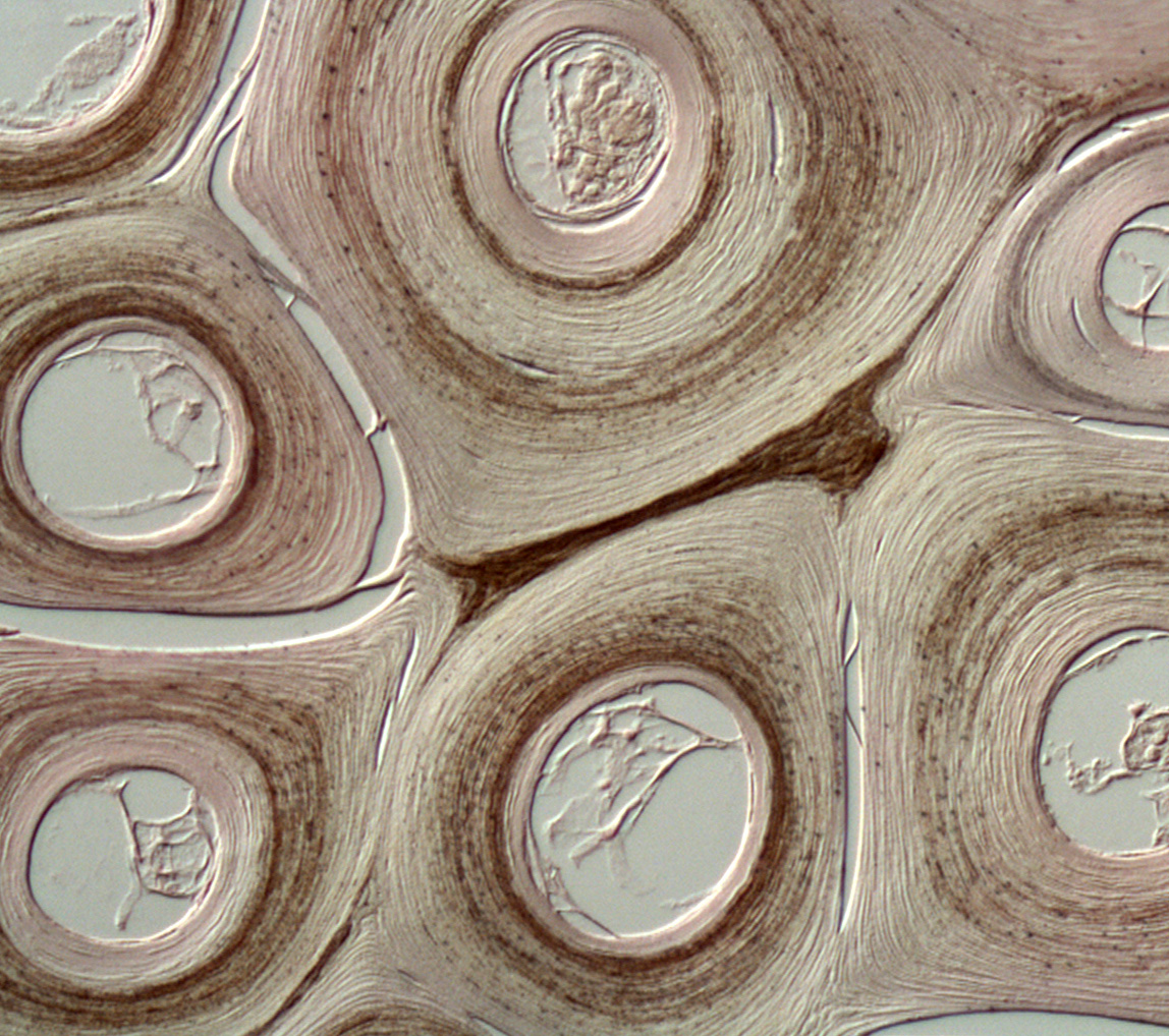 Biomechanics of mammalian keratins