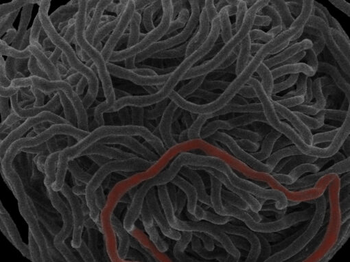 Biophysics of hagfish slime